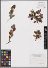 Foto von Salix aurita L.